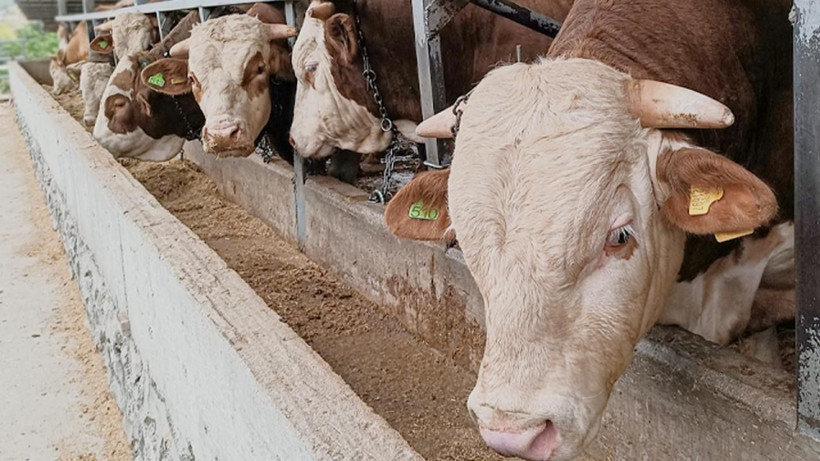 Kurbanlık fiyatları belli oluyor: Pazarlıklar erken başladı - Resim: 8