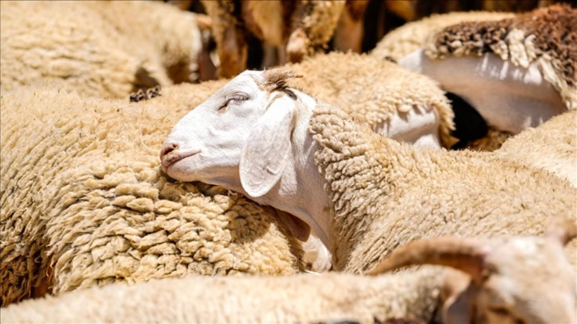 Kurbanlık fiyatları belli oluyor: Pazarlıklar erken başladı - Resim: 6