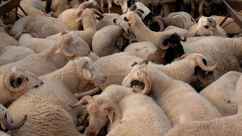 Kurbanlık fiyatları belli oluyor: Pazarlıklar erken başladı - Resim: 7