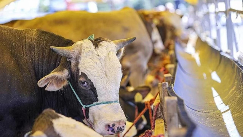 Kurbanlık fiyatları belli oluyor: Pazarlıklar erken başladı - Resim: 4