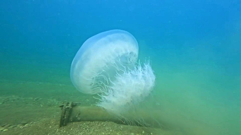 "Gördüğünüz yerde rotanızı değiştirin”: Akdeniz’in en büyüğü: Dokunduğu an yakıyor - Resim: 9