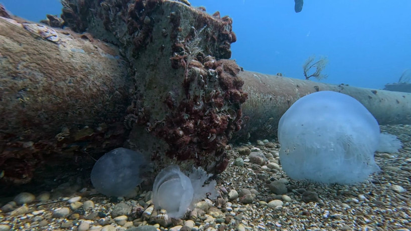 "Gördüğünüz yerde rotanızı değiştirin”: Akdeniz’in en büyüğü: Dokunduğu an yakıyor - Resim: 7