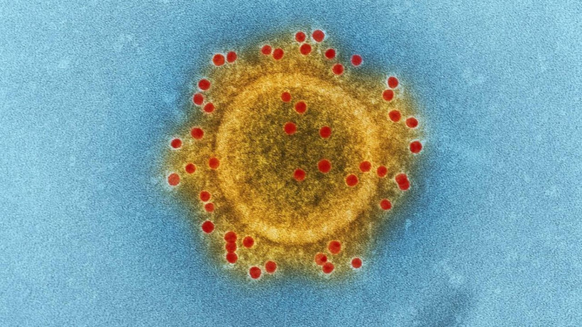 Cicada varyantı hızla yayılıyor: Yeni pandemi riski var mı? - Resim: 6