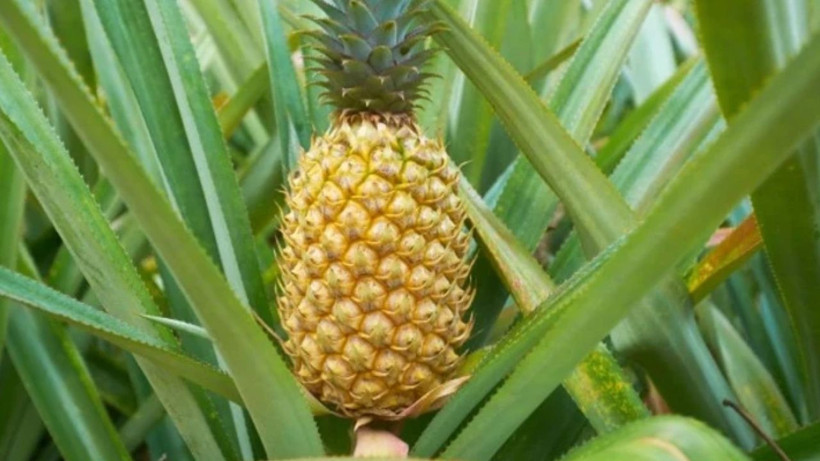 Ananas tüketirken dikkat: Göründüğü kadar masum olmayabilir mi? - Resim: 6