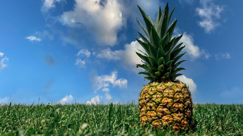 Ananas tüketirken dikkat: Göründüğü kadar masum olmayabilir mi? - Resim: 10