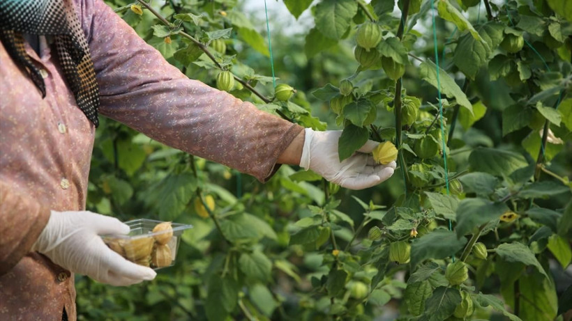 Şehirden köyüne dönüp altın çilek ekti, bir yılda evini ve arabasını aldı - Resim: 15