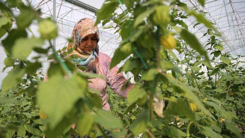 Şehirden köyüne dönüp altın çilek ekti, bir yılda evini ve arabasını aldı - Resim: 16