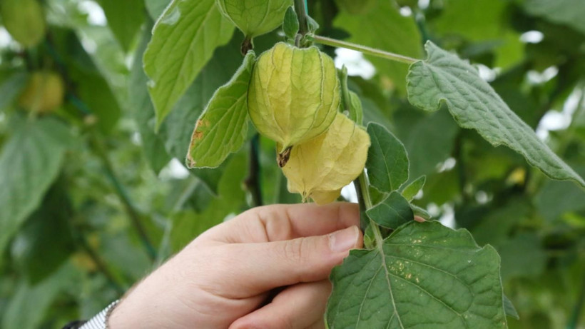 Şehirden köyüne dönüp altın çilek ekti, bir yılda evini ve arabasını aldı - Resim: 17