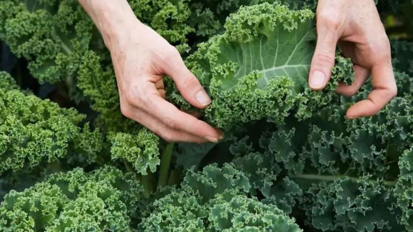 En çok kimyasal içeren sebze ve meyve belli oldu: Şifa mı zehir mi? - Resim: 6