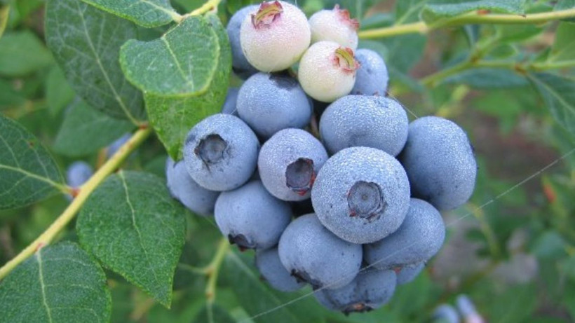 En çok kimyasal içeren sebze ve meyve belli oldu: Şifa mı zehir mi? - Resim: 3