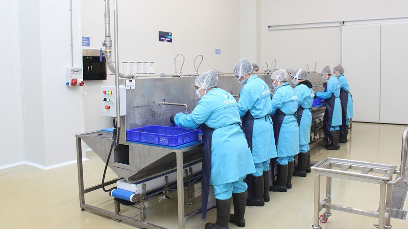 Sinop lakerdası, kadınların elinde marka olma yolunda - Resim: 6