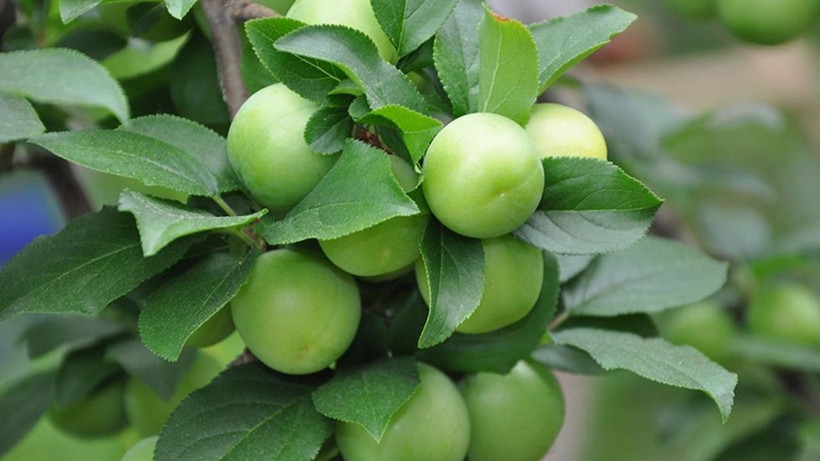 Altın değerinde hasat başladı: Erik fiyatları ne kadar oldu? - Resim: 13