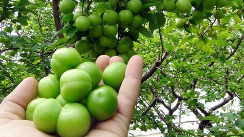 Altın değerinde hasat başladı: Erik fiyatları ne kadar oldu? - Resim: 12