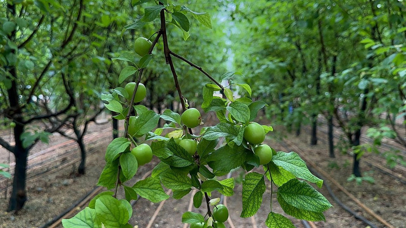 Altın değerinde hasat başladı: Erik fiyatları ne kadar oldu? - Resim: 9