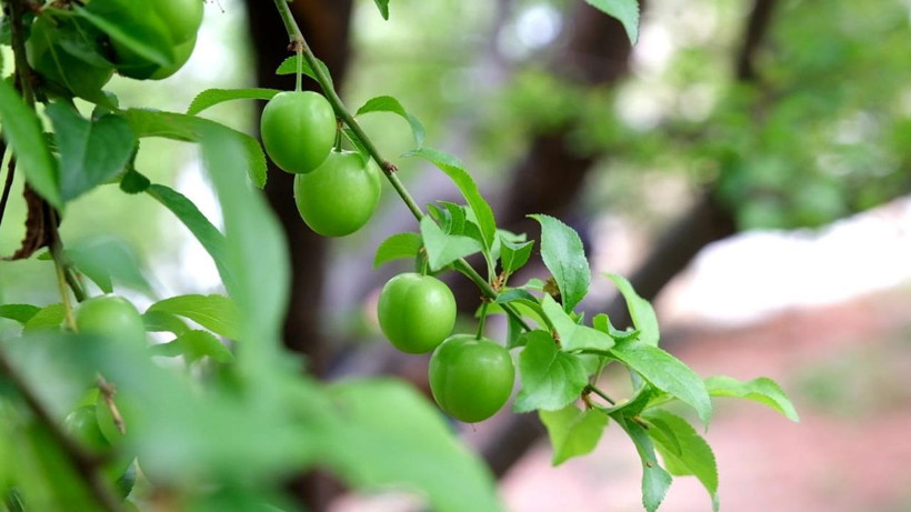 Altın değerinde hasat başladı: Erik fiyatları ne kadar oldu? - Resim: 8
