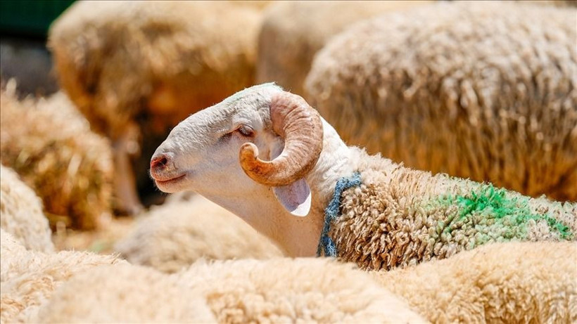 Kurban alacaklar dikkat: Dolandırıcıların bu yöntemine sakın kanmayın - Resim: 9