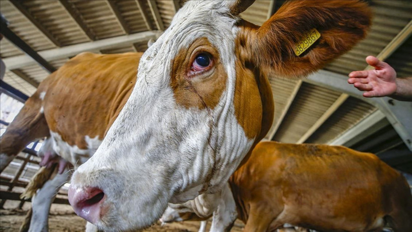 Kurban alacaklar dikkat: Dolandırıcıların bu yöntemine sakın kanmayın - Resim: 5