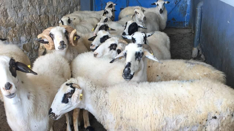 Kurban alacaklar dikkat: Dolandırıcıların bu yöntemine sakın kanmayın - Resim: 12