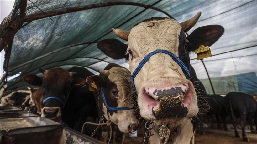 Kurban alacaklar dikkat: Dolandırıcıların bu yöntemine sakın kanmayın - Resim: 6