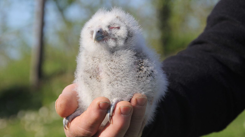 20 yıldır kapısını tek bir misafir için açıyor: "Uğursuz" diyenlere inat o isimleri koydu - Resim: 10