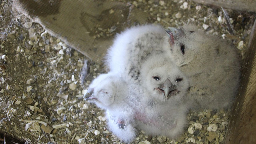 20 yıldır kapısını tek bir misafir için açıyor: "Uğursuz" diyenlere inat o isimleri koydu - Resim: 9