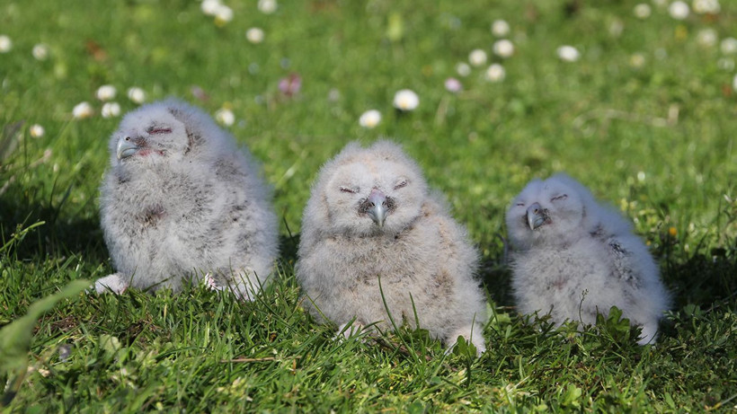 20 yıldır kapısını tek bir misafir için açıyor: "Uğursuz" diyenlere inat o isimleri koydu - Resim: 8