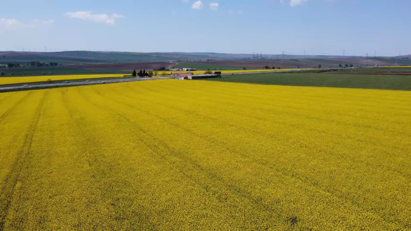 Bu manzarayı görmek için Kilometrelerce yol kat ediyorlar: Tekirdağ sarıya boyandı - Resim: 7