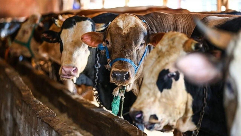 Kurban Bayramı'nda 'Sıfır Tolerans' dönemi: Kurallara uymayanı binlerce liralık ceza bekliyor - Resim: 4