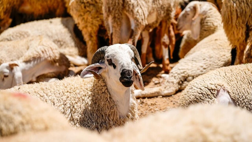 Kurban Bayramı'nda 'Sıfır Tolerans' dönemi: Kurallara uymayanı binlerce liralık ceza bekliyor - Resim: 2