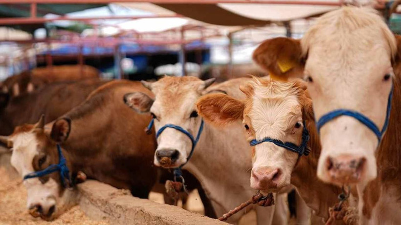 Kurban Bayramı'nda 'Sıfır Tolerans' dönemi: Kurallara uymayanı binlerce liralık ceza bekliyor - Resim: 1