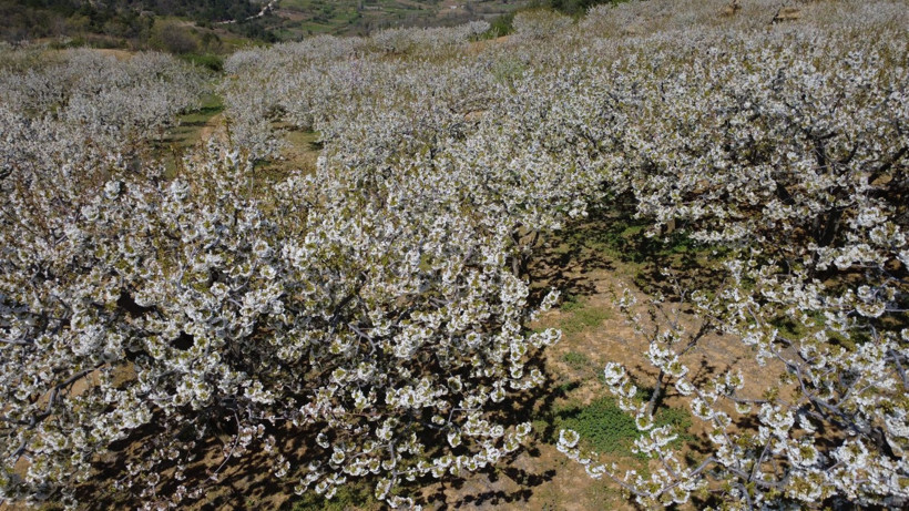 Dünya sofralarının gözdesi bu ağaçlarda - Resim: 8