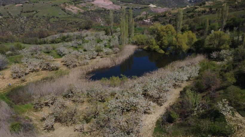 Dünya sofralarının gözdesi bu ağaçlarda - Resim: 7