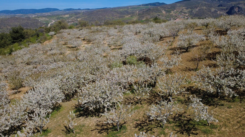 Dünya sofralarının gözdesi bu ağaçlarda - Resim: 10
