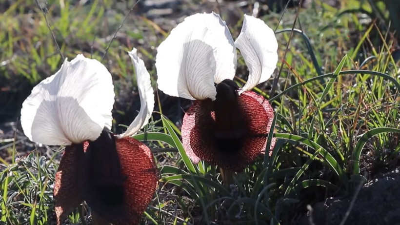 Doğanın gelini görücüye çıktı: Erzurum’da nadide güzellik - Resim: 10