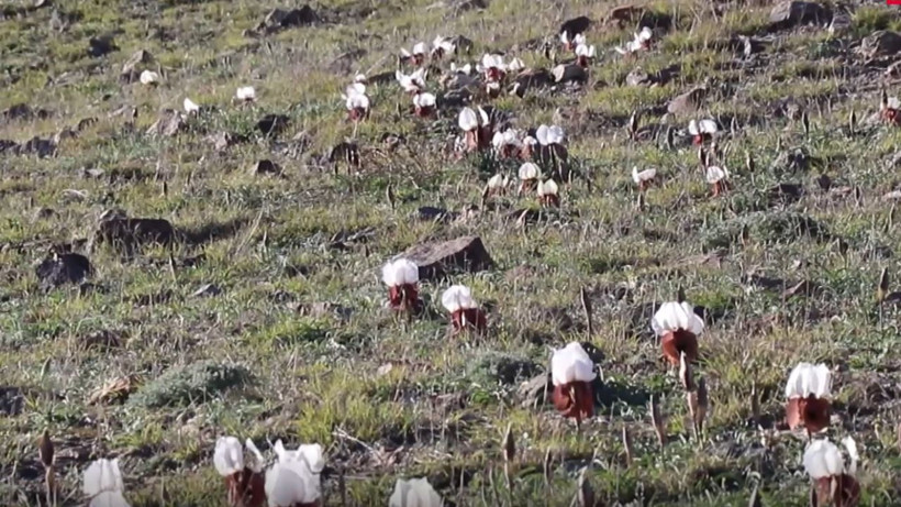 Doğanın gelini görücüye çıktı: Erzurum’da nadide güzellik - Resim: 11