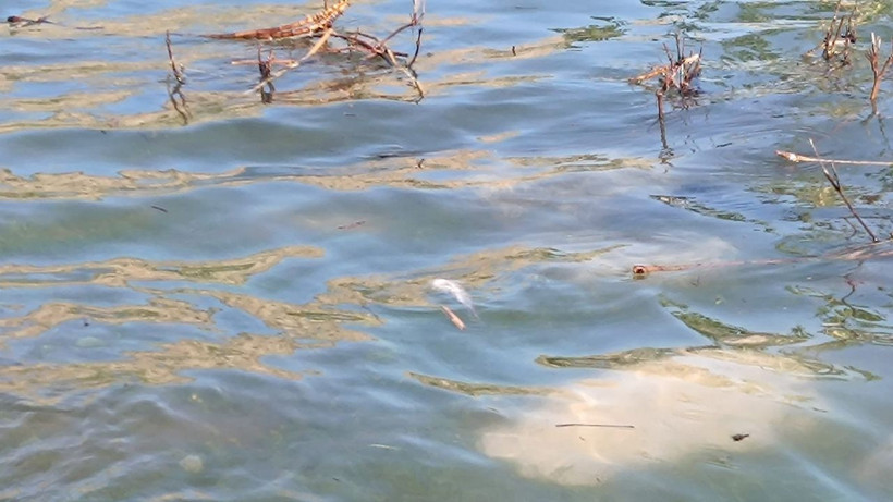 Dicle Nehri'nde balık ölümleri endişelendirdi - Resim: 3