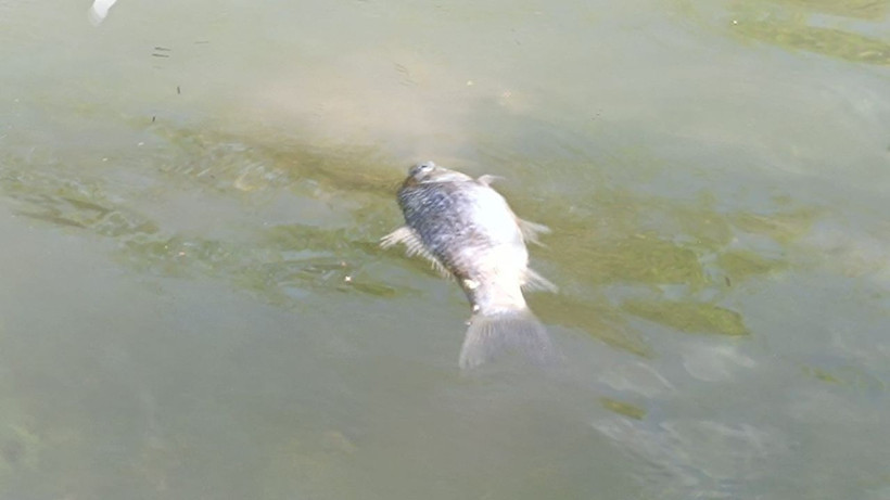 Dicle Nehri'nde balık ölümleri endişelendirdi - Resim: 8