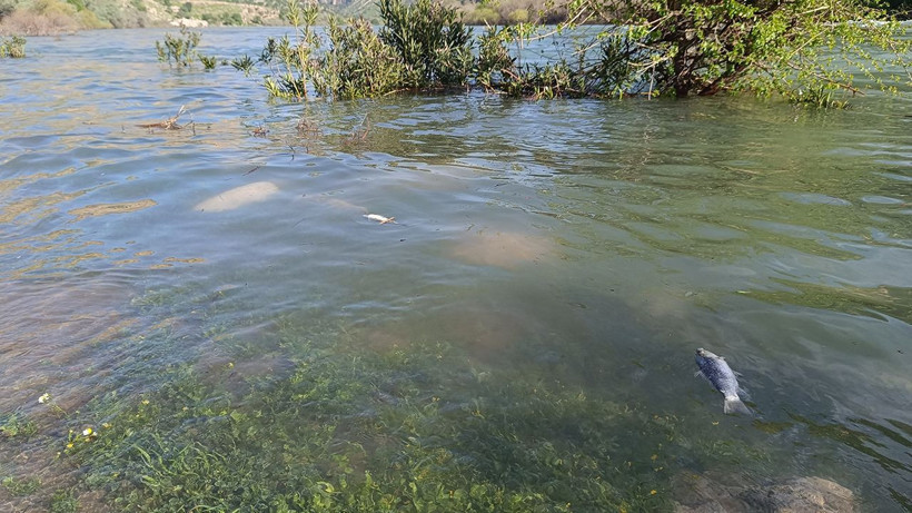 Dicle Nehri'nde balık ölümleri endişelendirdi - Resim: 4