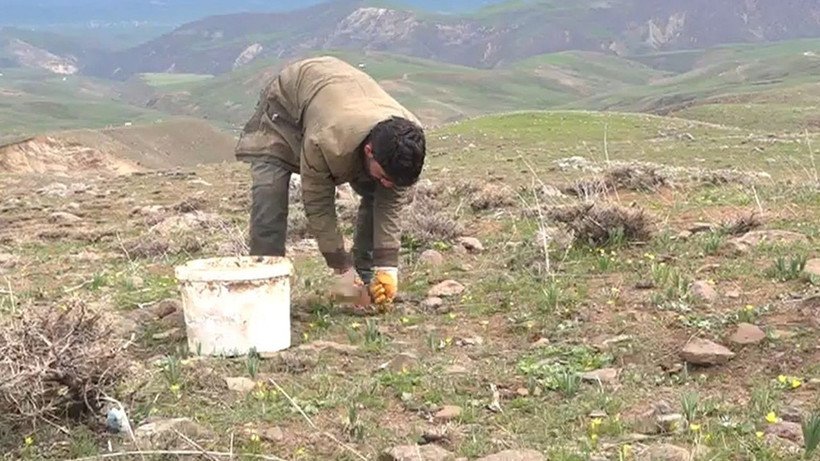 Dağlarda kendiliğinden yetişiyor, kilosu 50 TL: Köylüler siparişlere yetişemiyor - Resim: 10