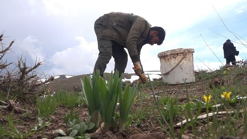 Dağlarda kendiliğinden yetişiyor, kilosu 50 TL: Köylüler siparişlere yetişemiyor - Resim: 9