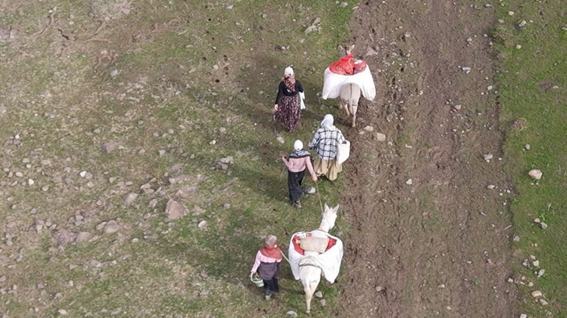 Dağlarda kendiliğinden yetişiyor, kilosu 50 TL: Köylüler siparişlere yetişemiyor - Resim: 8