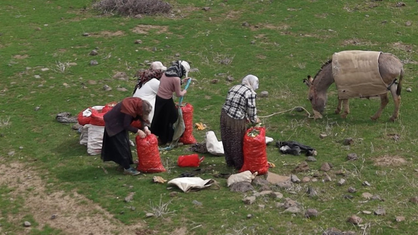 Dağlarda kendiliğinden yetişiyor, kilosu 50 TL: Köylüler siparişlere yetişemiyor - Resim: 7