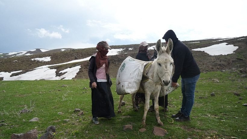 Dağlarda kendiliğinden yetişiyor, kilosu 50 TL: Köylüler siparişlere yetişemiyor - Resim: 5