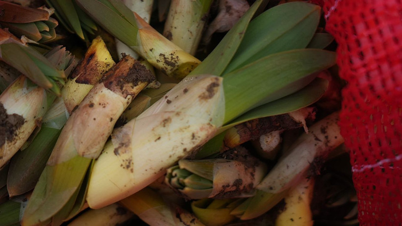 Dağlarda kendiliğinden yetişiyor, kilosu 50 TL: Köylüler siparişlere yetişemiyor - Resim: 4