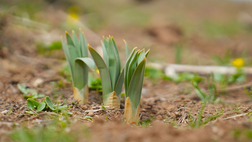 Dağlarda kendiliğinden yetişiyor, kilosu 50 TL: Köylüler siparişlere yetişemiyor - Resim: 3