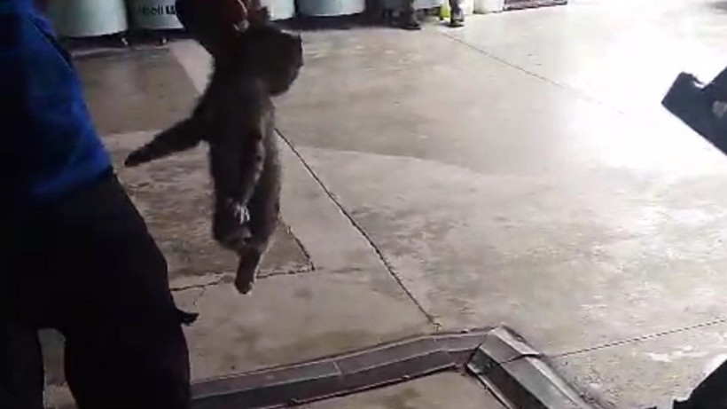 Motora giren yavru kedi kurtarıldı - Resim: 2