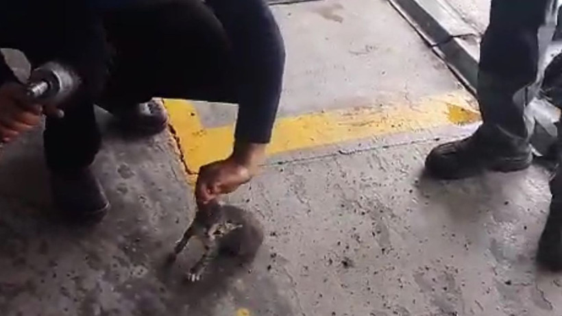 Motora giren yavru kedi kurtarıldı - Resim: 1