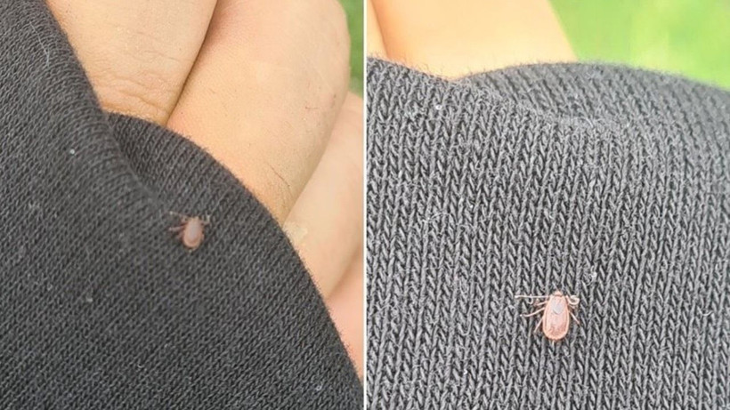 Sıcaklar artıyor, kenelere dikkat: Doğada güvende kalmanın yolları - Resim: 6