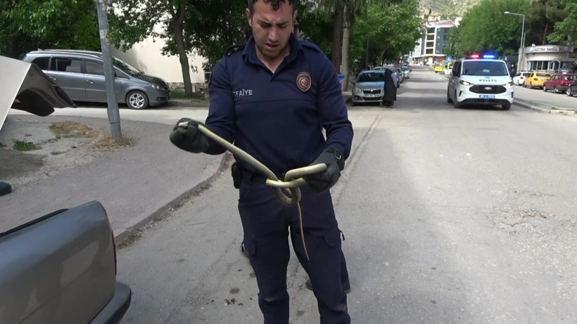 Amasya merkezde ilk: Arabaya giren 1,5 metrelik yılanı itfaiye erleri yakaladı - Resim: 2