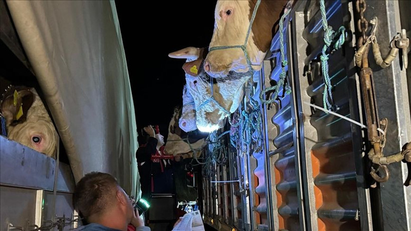 İstanbul'a kurbanlık hayvan girişleri başladı - Resim: 9